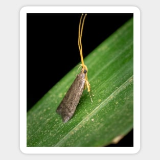 A Long-horned Moth (lecithocerids) standing tall and proud Sticker